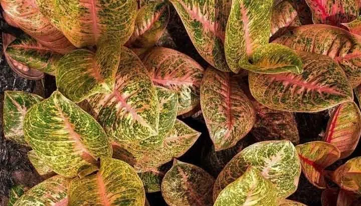 آگلونما هارلکین (Aglaonema Harlequin)