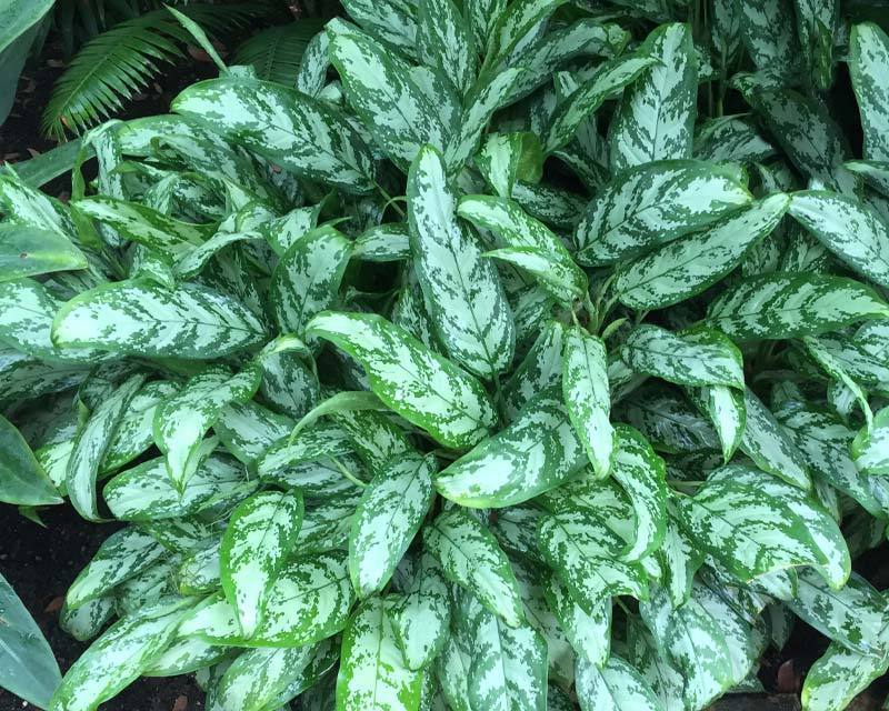 آگلونما سیلور کویین (Aglaonema Silver Queen)