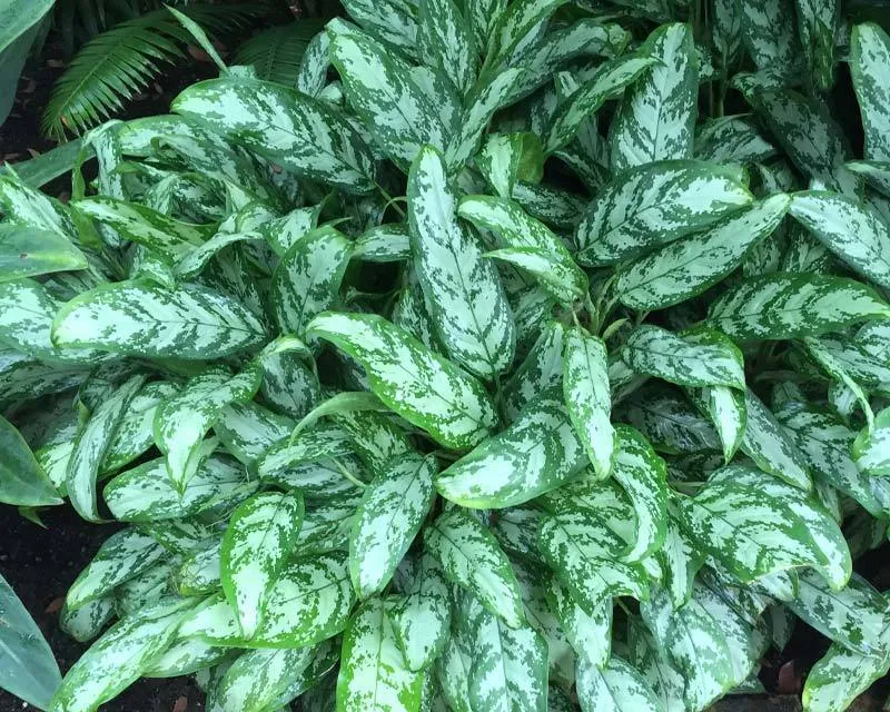 آگلونما سیلور کویین (Aglaonema Silver Queen)