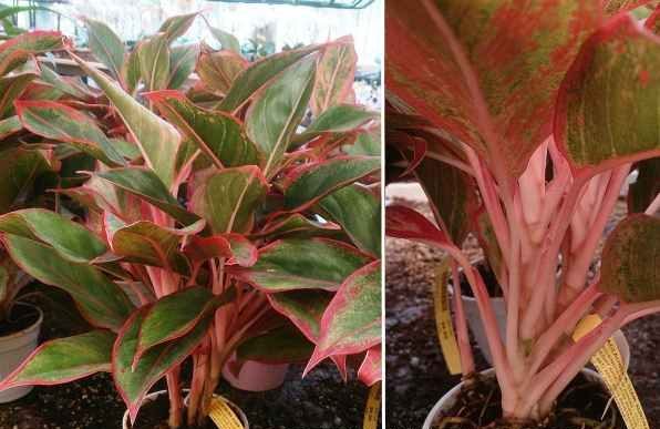 آگلونما قرمز یا طلای سرخ (Aglaonema Red Gold)