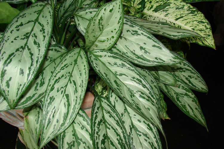 آگلونما سیلور کینگ (Aglaonema Silver King)