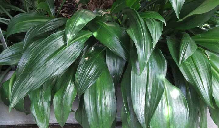 آگلونما نیتیدوم (Aglaonema nitidum)