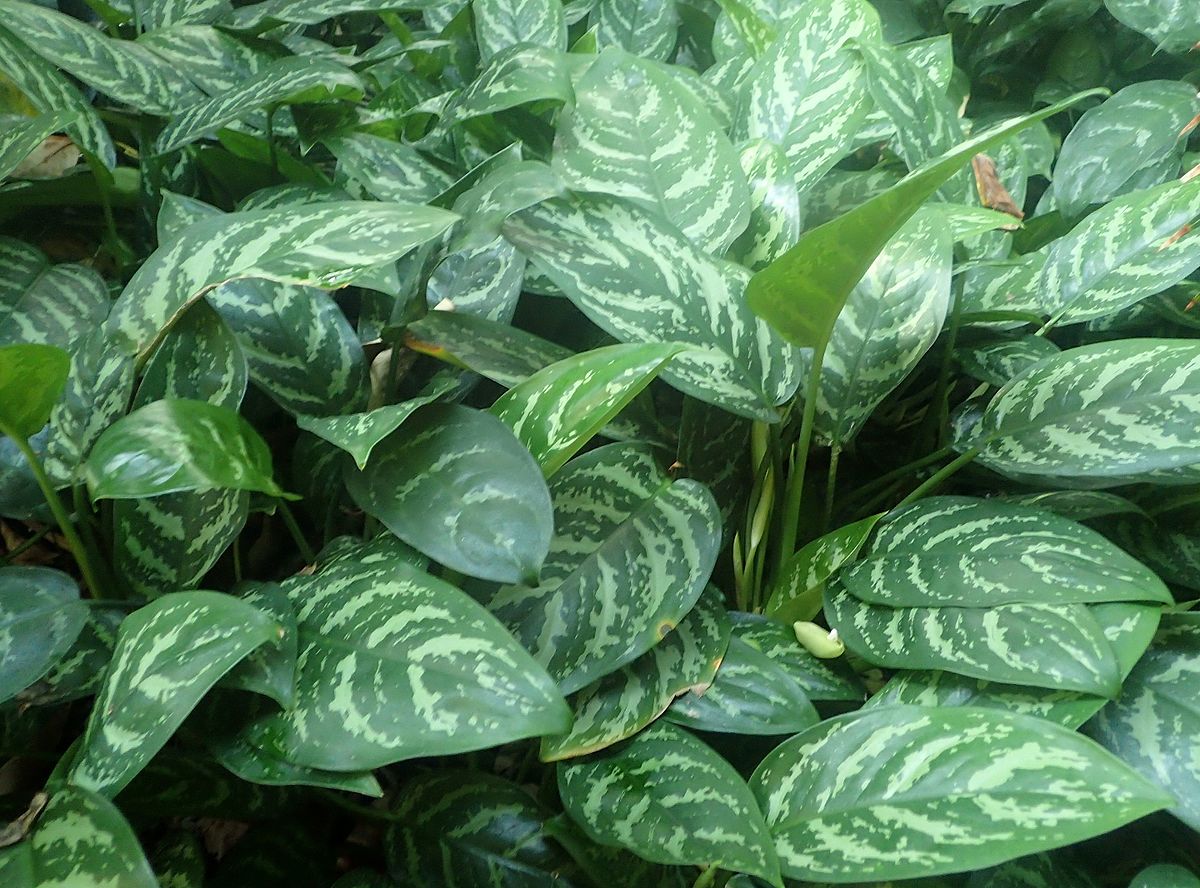آگلونما طلایی (Aglaonema commutatum)