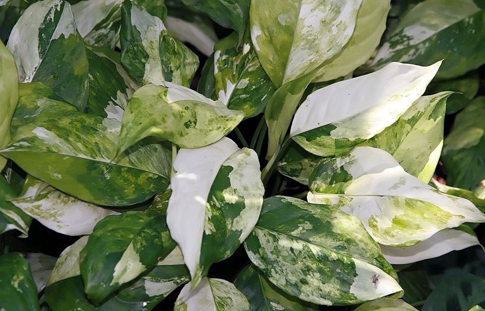 آگلونما مودستوم (Aglaonema modestum)