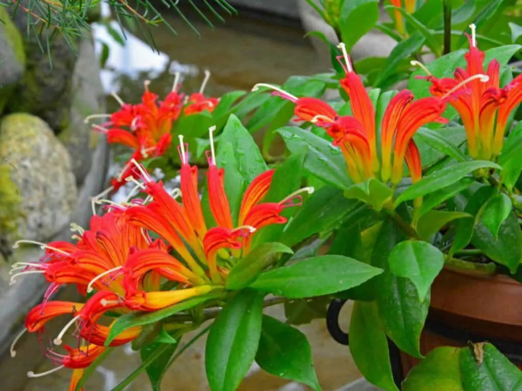 گل آشیانتوس نام علمی : Aeschynanthus Japhrolepis نام علمی آن برگرفته از کلمه یونانی ( aischyne ) به معنی شرم و خجالت است نام علمی آن برگرفته از کلمه یونانی ( aischyne ) به معنی شرم و خجالت است مجموعه تولیدی گلدان پلاستیکی سیدوس این گل زیبا را میپسندد.