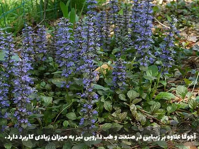گل آجوگا, گل لبدیسی روندهAjuga Genevensis, Ajuga reptans,Lamiaceae
مجموعه تولیدی سیدوس تولید کننده گلدان پلاستیکی سیدوس