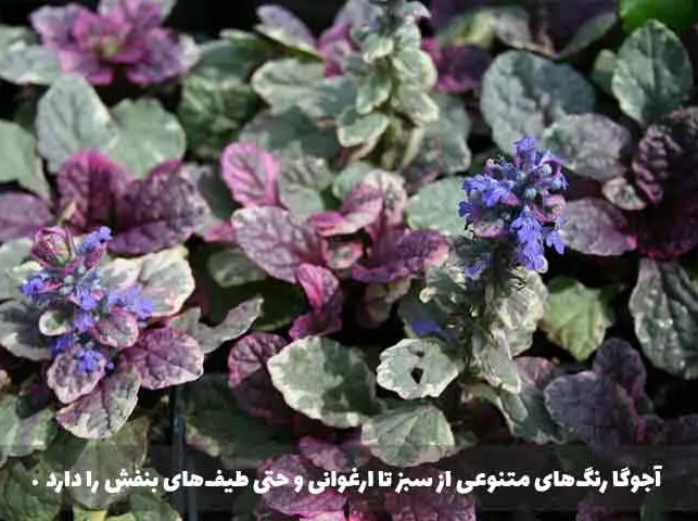 گل آجوگا, گل لبدیسی روندهAjuga Genevensis, Ajuga reptans,Lamiaceae
مجموعه تولیدی سیدوس تولید کننده گلدان پلاستیکی سیدوس