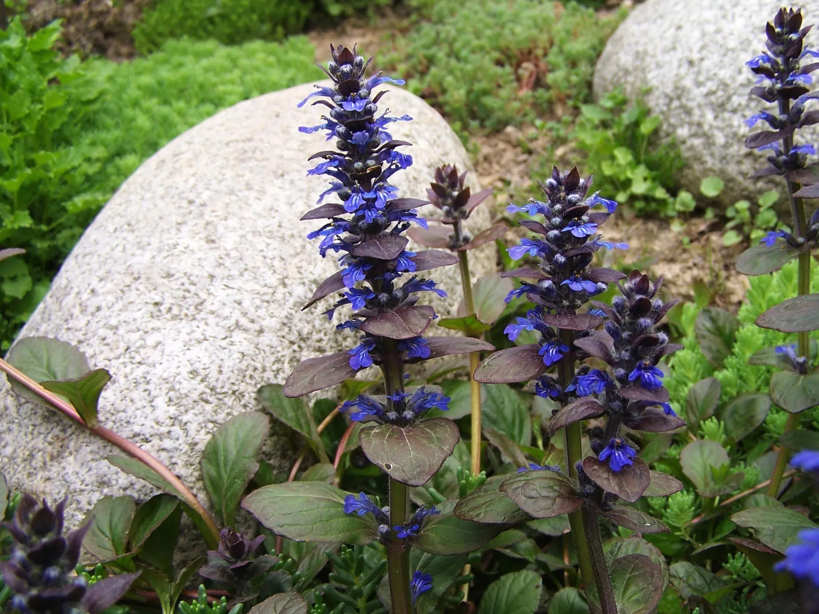 گل آجوگا, گل لبدیسی روندهAjuga Genevensis, Ajuga reptans,Lamiaceae
مجموعه تولیدی سیدوس تولید کننده گلدان پلاستیکی سیدوس