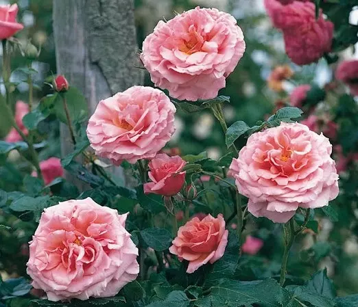 گل های رز رونده, Climbing roses (11 types) مجموعه تولیدی سیدوس ,تولید کننده گلدان پلاستیکی سیدوس