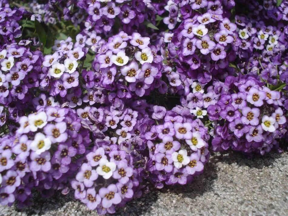 Sweet alyssum