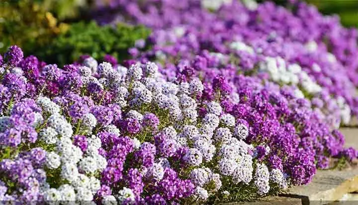 گیاه الیسوم (Basket of Gold)نام علمی: (Aurinia saxatilis)