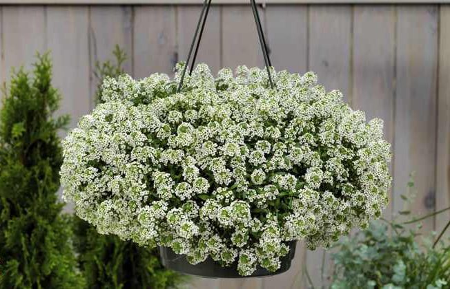 Alyssum maritimum گل آلیسوم
