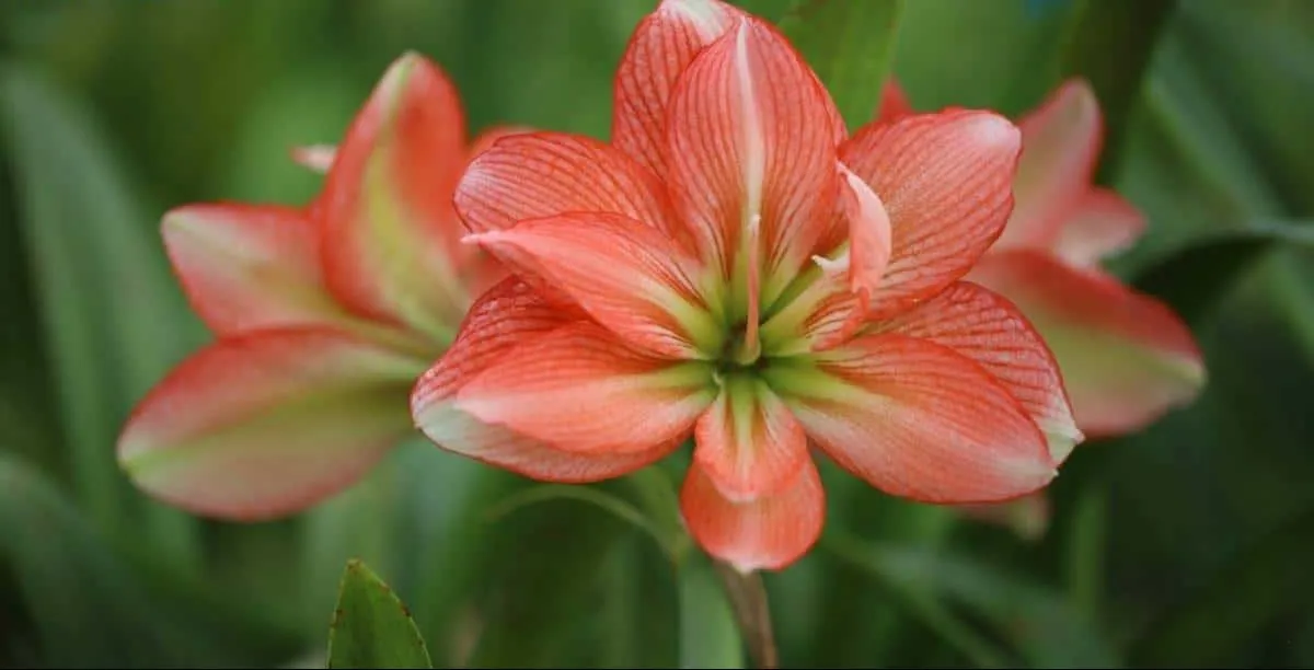 گل آماریلیس (Amaryllis)نام علمی: (Hippeastrum)