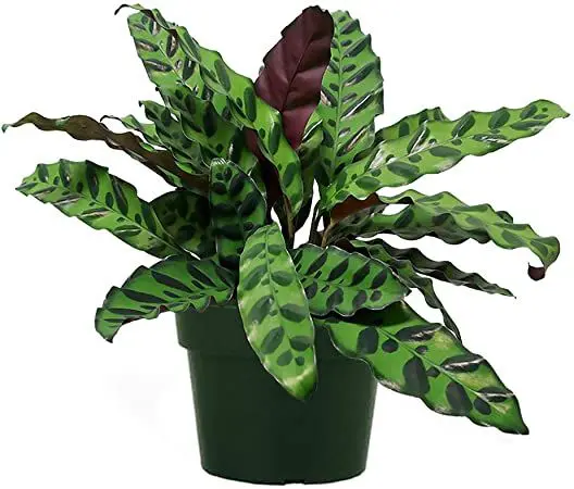  گیاه کالاتیا لانسیفولیا یا گیاهان مار زنگی (Calathea lancifolia)مجموعه تولیدی سیدوس تولید کننده گلدان پلاستیکی سیدوس
