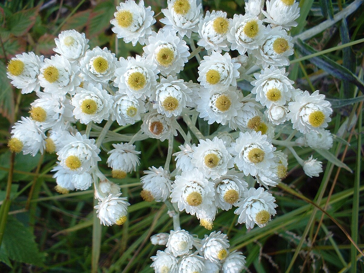 گل آنافالیس/ گل مروارید ابدی (Pearly Everlasting)نام علمی: (Anaphalis margritacea)