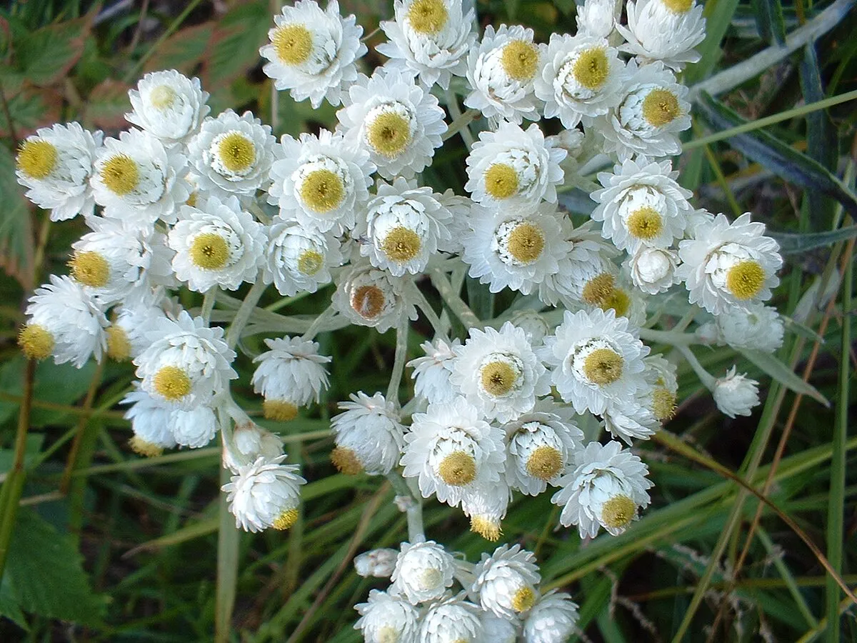 گل آنافالیس/ گل مروارید ابدی (Pearly Everlasting)نام علمی: (Anaphalis margritacea)