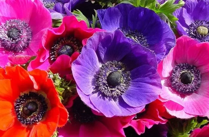 shaghayegh گل شقایق این گیاه از خانواده (Papaveraceae) با نام علمی (Shirley Series ,Papaver rhoeas) مجموعه تولیدی سیدوس تولید کننده گلدان پلاستیکی سیدوس