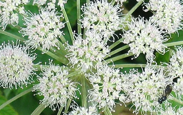 سنبل ختایی, gigas,Hyacinth of error,Angelica