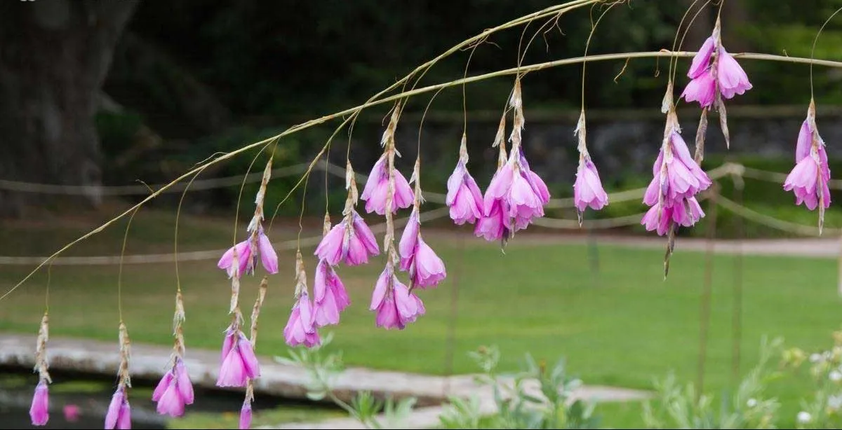گل میله ماهیگیری فرشته (Angle Fishing Rod) نام علمی: (Dierama pulcherrimum)