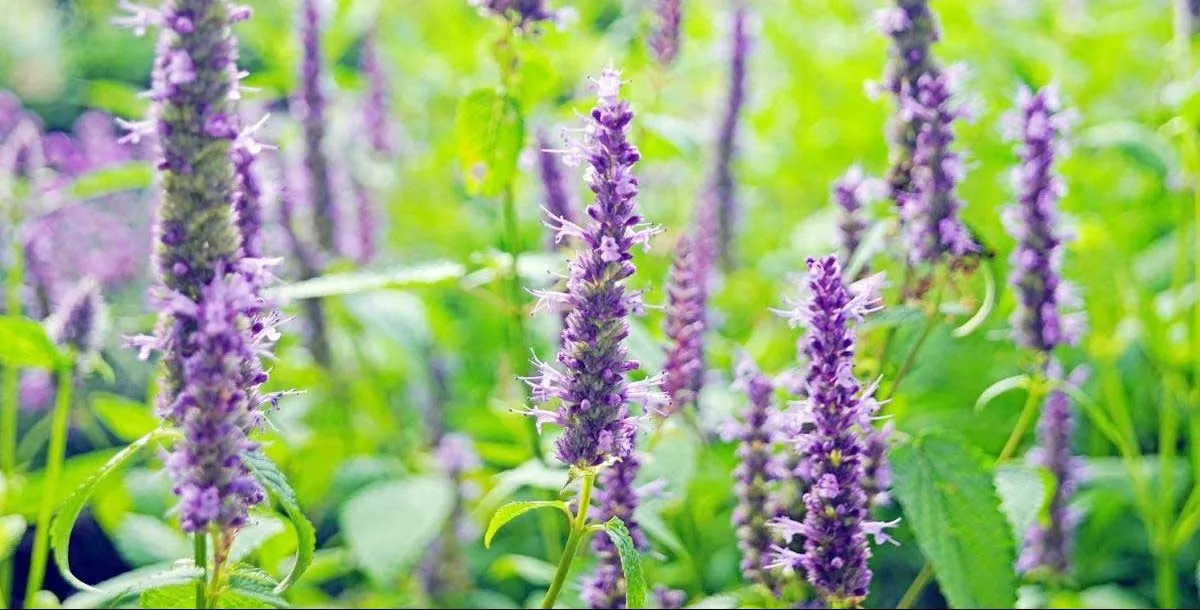 گیاه زوفا انیسون (Anise Hyssop)نام علمی: (Agastache foeniculum)