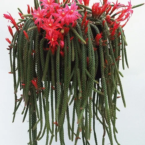 دم موشی, آپورو کاکتوس Aporocactus flagelliformis، کاکتوس rattail، گونه ای از گیاهان گلدار از خانواده کاکتوس Cactaceae است و بیشترین گونه کشت شده در سرده Aporocactus است. مجموعه تولیدی سیدوس تولید کننده گلدان پلاستیکی سیدوس