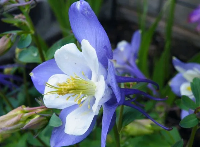 گل تاج الملوکAquilegia vulgaris Nora Barlow مجموعه تولیدی سیدوس ,تولید کننده گلدان پلاستیکی سیدوس وشیلنگ آب وشیلنگ گاز وشیلنگ کولری ومحصولات پلاسکویی مانند چاقو تیز کن پوست کن,َ