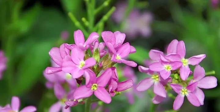 گل رشاد با نام علمی Arabis blepharophylla Fruhlingszauber گیاهی از خانواده Brassicaceae است. گلدان پلاستیکی سیدوس تدوین:مینو غفوری ساداتیه آدرس اینستاگرام:gooldono.stand.sidoos@ تلفن:09308743868