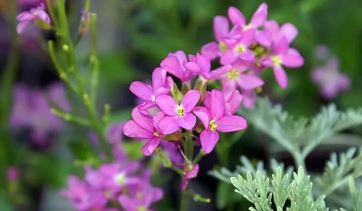 گل رشاد با نام علمی Arabis blepharophylla Fruhlingszauber گیاهی از خانواده Brassicaceae است.گلدان پلاستیکی سیدوس