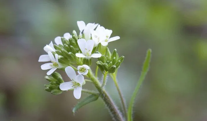 گل رشاد با نام علمی Arabis blepharophylla Fruhlingszauber گیاهی از خانواده Brassicaceae است.گلدان پلاستیکی سیدوس