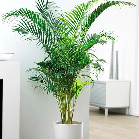 گیاهان آپارتمانی سازگار با محیط کم نور Houseplants adapted to low light environments گلدان پلاستیکی Plastic pot, plastic vase مجموعه تولیدی سیدوس ,تولید کننده گلدان پلاستیکی سیدوس ,بیش از 120نوع, اعم از گلدان استوانه ای پلاستیکی سیدوس,گلدان الماسی پلاستیکی سیدوس,گلدان مربعی پلاستیکی,گلدان مثلثی پلاستیکی,گلدان گرد پلاستیکی ,باکس مستطیلی,در اندازه های کاکتوسی تا درختچه ای
