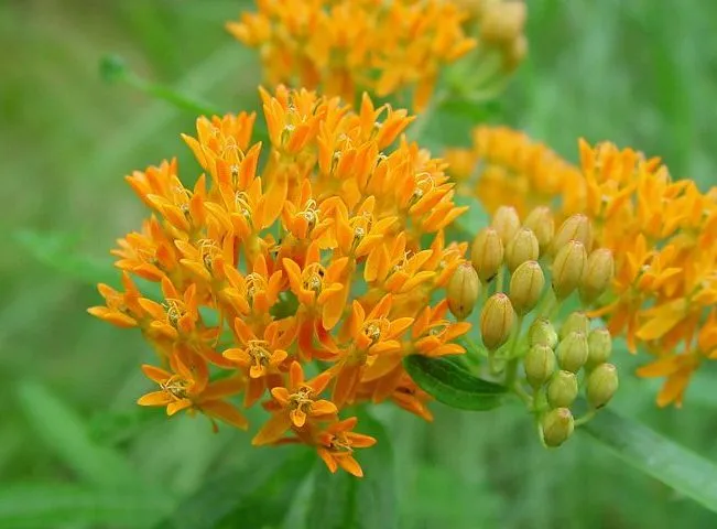 گل علف پروانه یا استبرق، با نام علمی Asclepias tuberosa،مجموعه تولیدی سیدوس ,تولید کننده گلدان پلاستیکی سیدوس