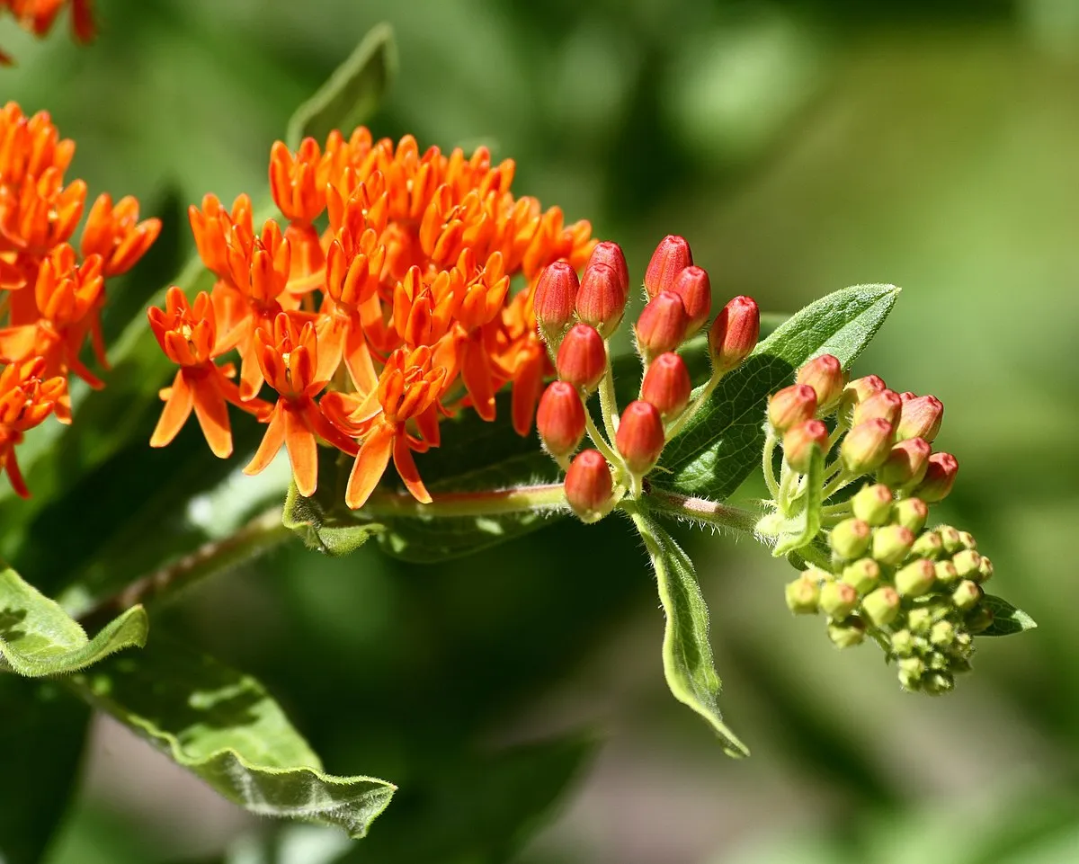 گل علف پروانه یا استبرق، با نام علمی Asclepias tuberosa،مجموعه تولیدی سیدوس ,تولید کننده گلدان پلاستیکی سیدوس