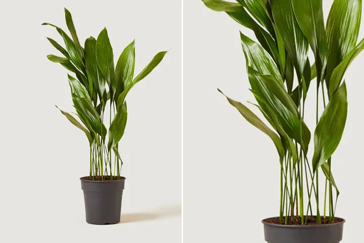 گیاه مناسب دستشویی تاریک و حمامA plant suitable for dark toilets and bathrooms مجموعه تولیدی سیدوس ,تولید کننده گلدان پلاستیکی سیدوس ,بیش از 120نوع, اعم از گلدان استوانه ای پلاستیکی سیدوس,گلدان الماسی پلاستیکی سیدوس,گلدان مربعی پلاستیکی,گلدان مثلثی پلاستیکی,گلدان گرد پلاستیکی ,باکس مستطیلی,در اندازه های کاکتوسی تا درختچه ای