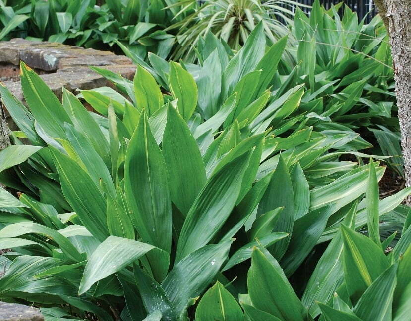 Aspidistra elatior