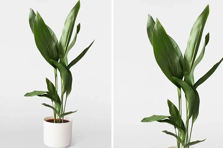 گیاهان آپارتمانی سازگار با محیط کم نور Houseplants adapted to low light environments گلدان پلاستیکی Plastic pot, plastic vase مجموعه تولیدی سیدوس ,تولید کننده گلدان پلاستیکی سیدوس ,بیش از 120نوع, اعم از گلدان استوانه ای پلاستیکی سیدوس,گلدان الماسی پلاستیکی سیدوس,گلدان مربعی پلاستیکی,گلدان مثلثی پلاستیکی,گلدان گرد پلاستیکی ,باکس مستطیلی,در اندازه های کاکتوسی تا درختچه ای
