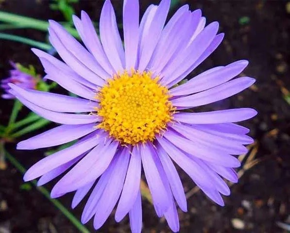گل آسترAster Fllower ,	Aster ,Asteraceae
مجموعه تولیدی سیدوس: "تولید کننده گلدان پلاستیکی 