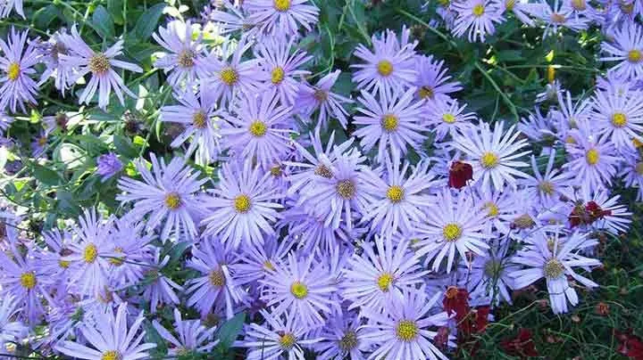 گل آستر Aster Fllower , Aster ,Asteraceae مجموعه تولیدی سیدوس: "تولید کننده گلدان پلاستیکی