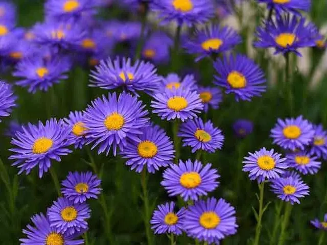 گل آستر Aster Fllower , Aster ,Asteraceae مجموعه تولیدی سیدوس: "تولید کننده گلدان پلاستیکی