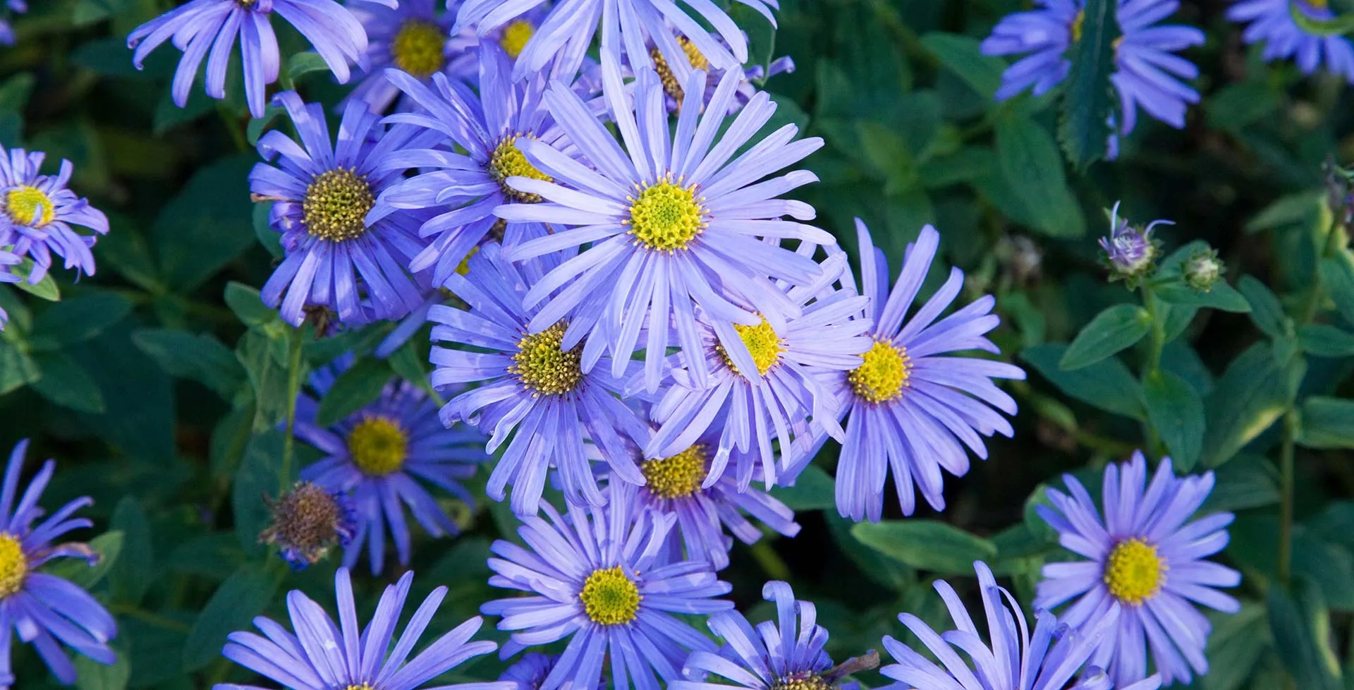 گل آسترAster Fllower ,	Aster ,Asteraceae
مجموعه تولیدی سیدوس: "تولید کننده گلدان پلاستیکی 