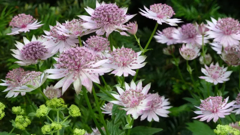 گل آستارانتیا"گل ستتاره گون"Astrantia major Hadspen blood,Astrantia Major Red مجموعه تولیدی سیدوس تولید کننده ,گلدان پلاستیکی سیدوس