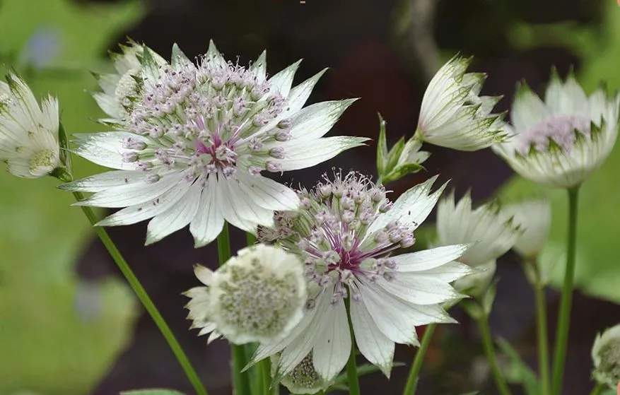 گل آستارانتیا"گل ستتاره گون"Astrantia major Hadspen blood,Astrantia Major Red مجموعه تولیدی سیدوس تولید کننده ,گلدان پلاستیکی سیدوس