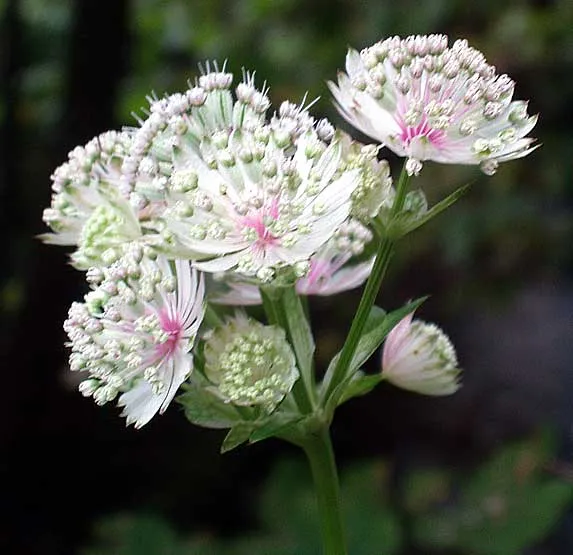 گل آستارانتیا"گل ستتاره گون"Astrantia major Hadspen blood,Astrantia Major Red مجموعه تولیدی سیدوس تولید کننده ,گلدان پلاستیکی سیدوس