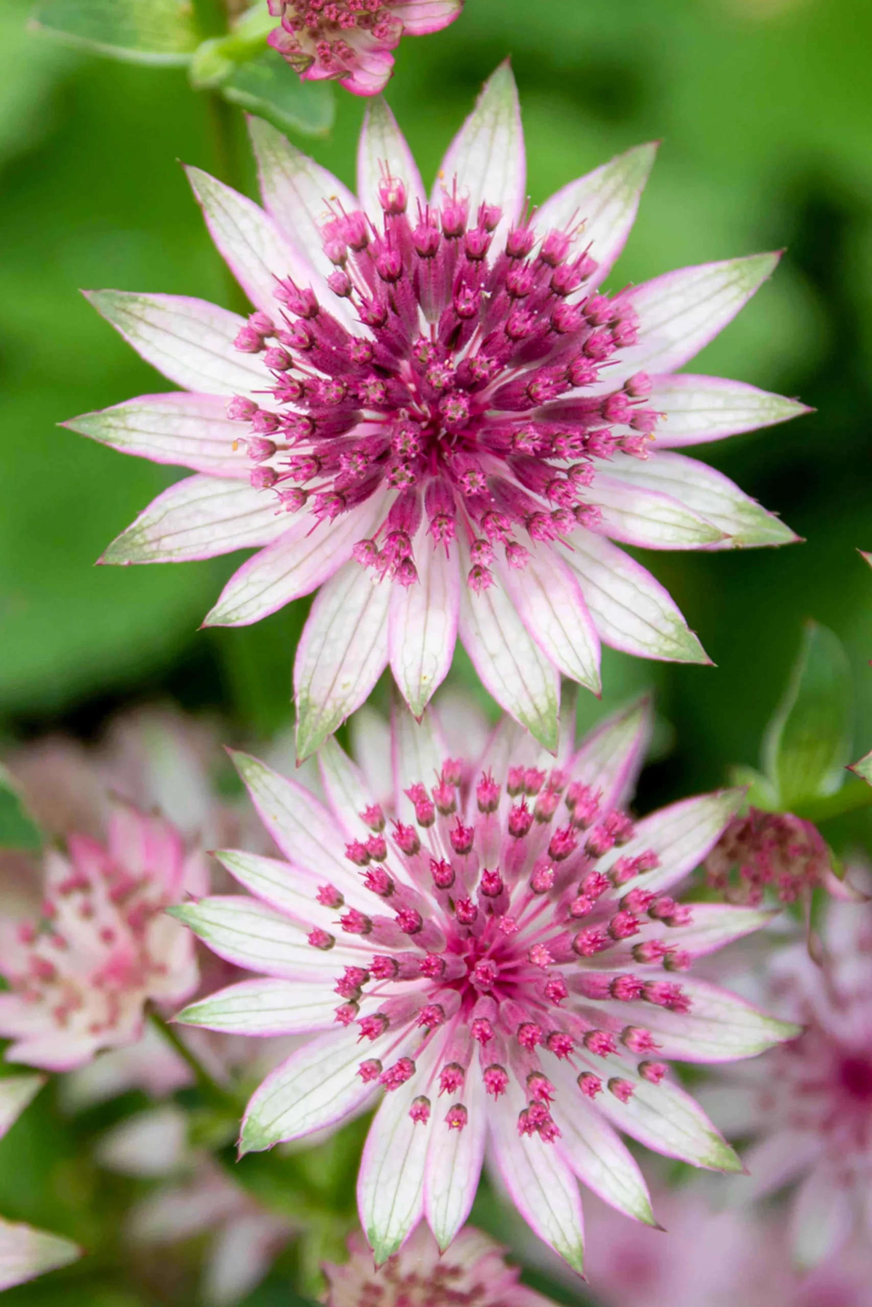 گل آستارانتیا"گل ستتاره گون"Astrantia major Hadspen blood,Astrantia Major Red مجموعه تولیدی سیدوس تولید کننده ,گلدان پلاستیکی سیدوس