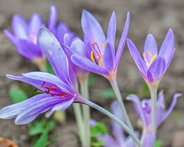 گل زعفران,زعفران سرگل, crocus-sativus, Crocus angustifolius مجموعه تولیدی سیدوس, تولید کننده گلدان پلاستیکی سیدوس 