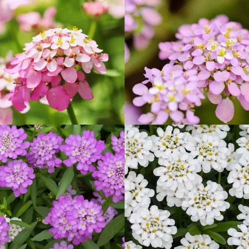 گل ایبریس نام انگلیسی : IBERIS AMARA خانواده : BRASSICACEAE (شب بوها یا چلیپائیان) مجموعه تولیدی سیدوس تولید کننده گلدان پلاستیکی سیدوس