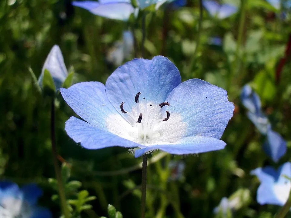 گل کوچولوی چشم آبی (نام علمی: Nemophila menziesii) گلدان پلاستیکی Plastic pot, plastic vase مجموعه تولیدی سیدوس ,تولید کننده گلدان پلاستیکی سیدوس ,بیش از 120نوع, اعم از گلدان استوانه ای پلاستیکی سیدوس,گلدان الماسی پلاستیکی سیدوس,گلدان مربعی پلاستیکی,گلدان مثلثی پلاستیکی,گلدان گرد پلاستیکی ,باکس مستطیلی,در اندازه های کاکتوسی تا درختچه ای