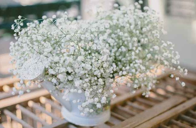 Gypsophila flower,گل ژیپسوفیلا,گل عروس