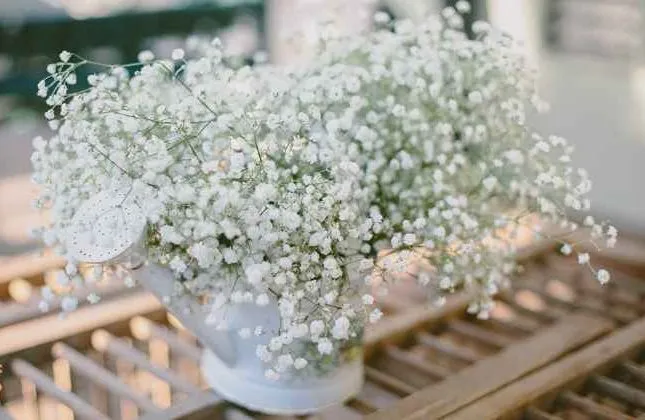 Gypsophila flower,گل ژیپسوفیلا,گل عروس
