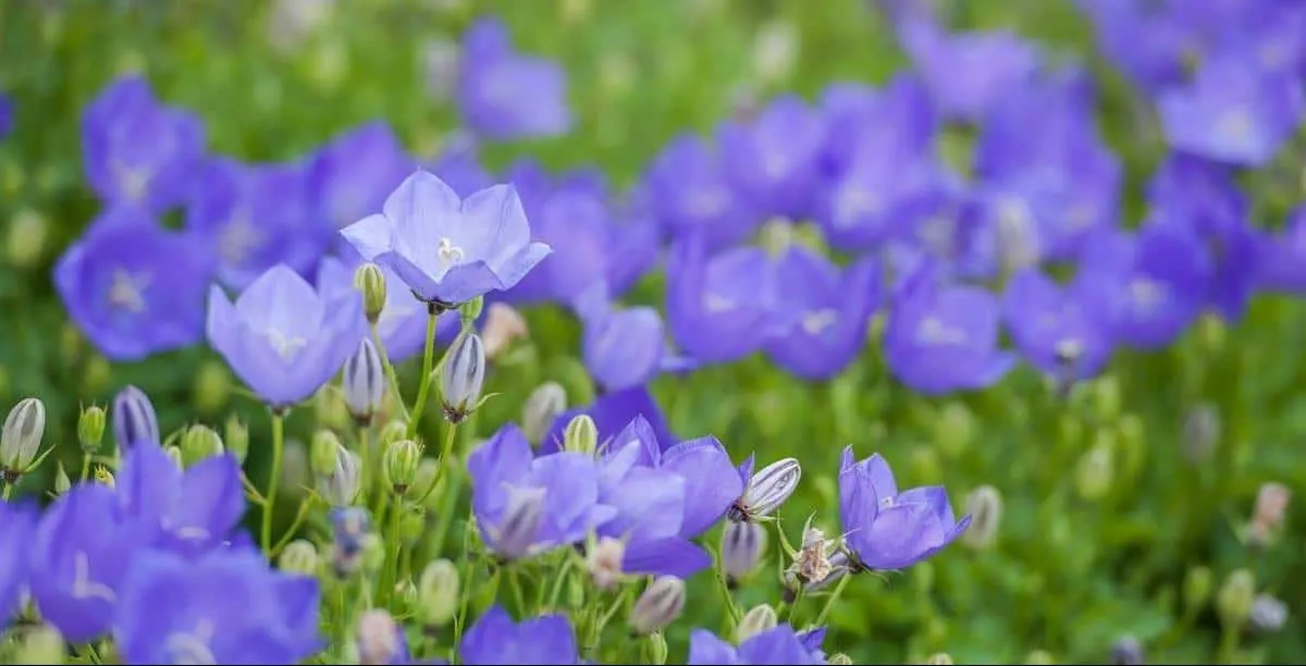 گل زنگوله‌ای چینی (Balloon flower)نام علمی: (Platycodon grandifloras)