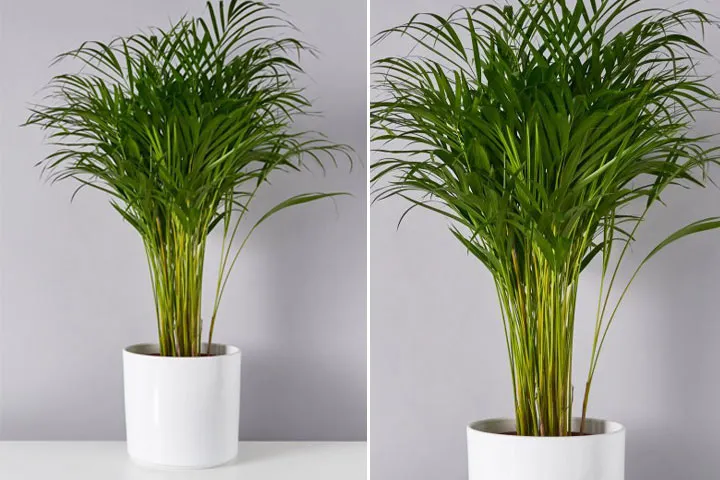 گیاهان آپارتمانی از نظر شکل ظاهریHouseplants in terms of appearance مجموعه تولیدی سیدوس ,تولید کننده گلدان پلاستیکی سیدوس ,بیش از 120نوع, اعم از گلدان استوانه ای پلاستیکی سیدوس,گلدان الماسی پلاستیکی سیدوس,گلدان مربعی پلاستیکی,گلدان مثلثی پلاستیکی,گلدان گرد پلاستیکی ,باکس مستطیلی,در اندازه های کاکتوسی تا درختچه ای